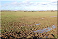 Wet Fields at Bliby