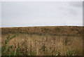 Brazier Meadow, Orwell Country Park