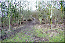 TQ3408 : Path into woods, Stanmer Park by Robin Webster