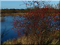 Berries next to a small lake