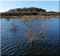 Shallow lake alongside the A563 Lubbesthorpe Way