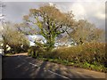 Oak trees, Old Totnes Road