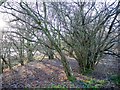 Coppiced hazel above Devil