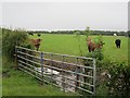 Bath in a field