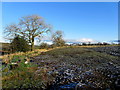 Field below Cringlands Hill