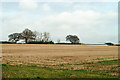 Stubble field, Little Claydons Farm