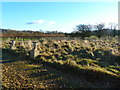 Calderstones Cemetery