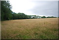 Grassland by High Loxley Furze