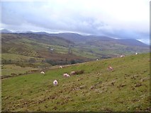 NY4223 : Sheep on Little Mell Fell by Michael Graham