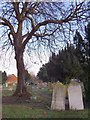 The churchyard, Mitcham parish church, in winter - with conker tree