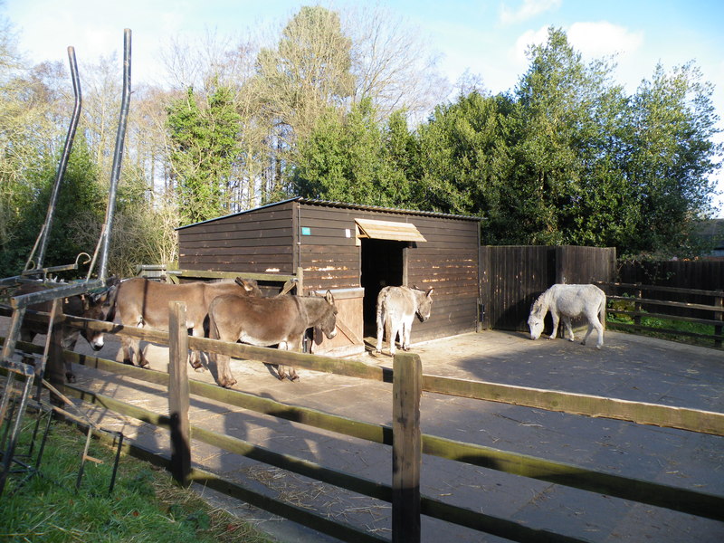 Full Stable at the EST Donkey Sanctuary,... © Terry Robinson ...