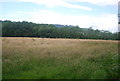 Grassland near Stovold Hill