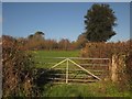 Field by Springhead Lane