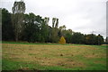 Grassland  near Enfield Lock