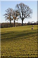 Trees in a field