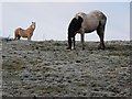 Hardy horses, Glennan