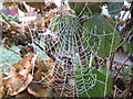 Hoar frost on spider