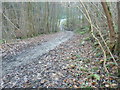 High Weald Landscape Trail crossing Vowels Gill in Minepit Wood