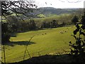 Sheep, Nower Farm