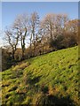 Old field boundary, Horner Hill