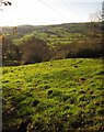 Hillside meadow, Horner Hill