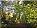 Track on Horner Hill