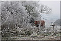 Hoar frost at Linton Hill