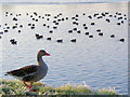 SP9113 : A Goose and Coot at Startops Reservoir by Chris Reynolds