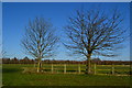 Trees and field behind Feering services