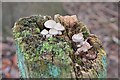 Fungi on an old gatepost