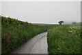 A narrow Devon lane