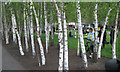 TQ3180 : Birch trees by the Jubilee Walkway by Robin Stott