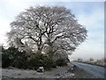 SE9234 : Winter trees on the B1230 by Christine Johnstone