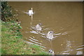 Swan and Cygnets