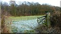 Looking into Giles Wood from Lea Brook Lane