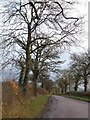 Bare trees beside Long Drag to Goodiford