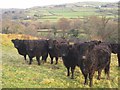 Cattle by the West Devon Way