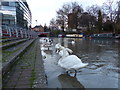 Swans on a flooded towpath