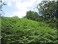 A steep bracken covered slope