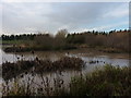 Murky pools near Kynnersley Drive