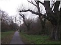 Woodland Path in Wandsworth Common (2)