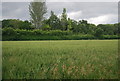 Wheat ripening