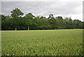 Wheat ripening