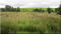 H1068 : Wet pasture by Richard Webb