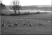 NX8757 : Fairgirth Sheep by Hugh Close