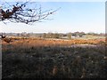 Rushy and frosty ground, Drumnakilly