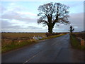 A lane, a gate, a bridge and an oak