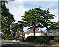 Cedar Tree on Leigham Court Road