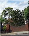 Monkey puzzle, Valleyfield Road