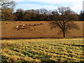 Horses grazing on Berkhamsted Common